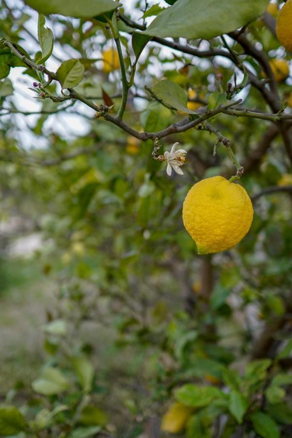 فندق Grape Datca Kızlanköy المظهر الخارجي الصورة