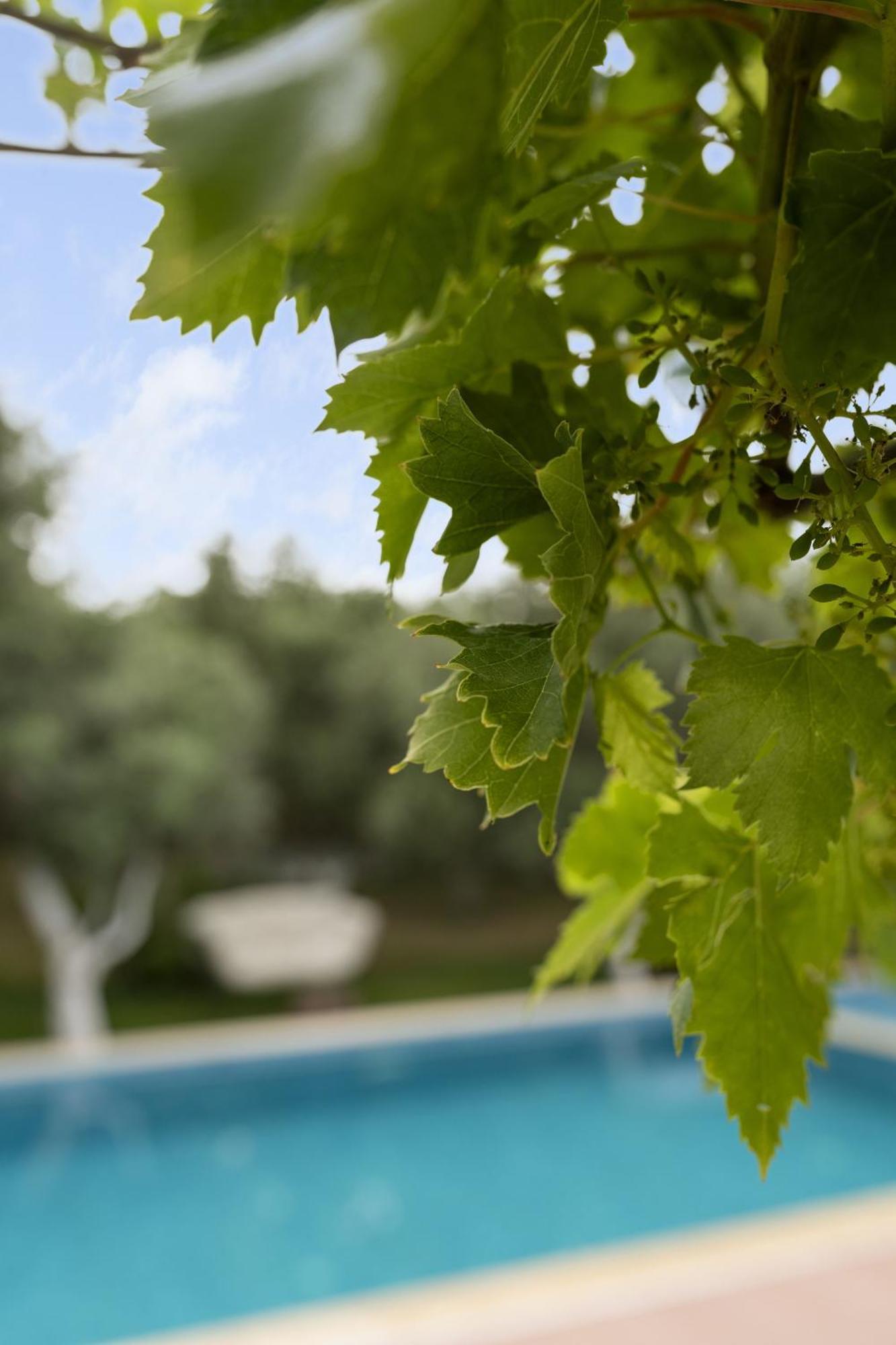فندق Grape Datca Kızlanköy المظهر الخارجي الصورة